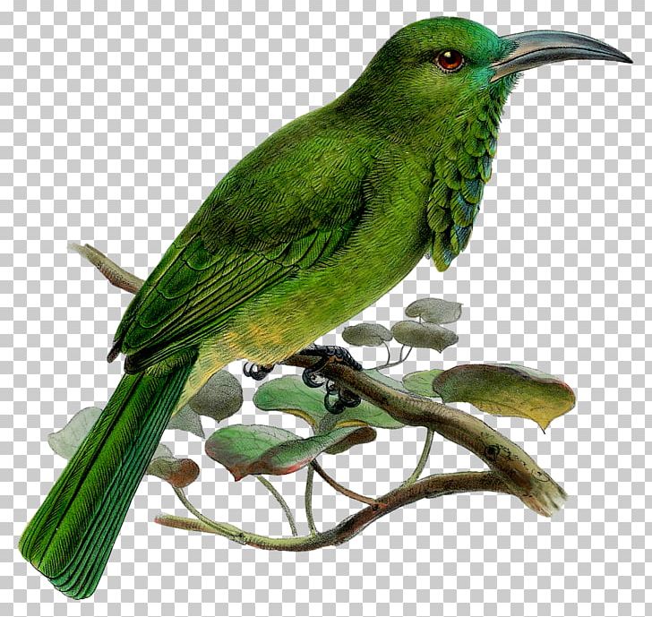 Bird PNG, Clipart, Animals, Beak, Bird, Branch, Computer Icons Free PNG Download
