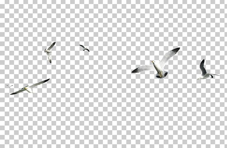 Gulls Bird Encapsulated PostScript PNG, Clipart, Animal Migration, Animals, Beak, Bird, Bird Migration Free PNG Download