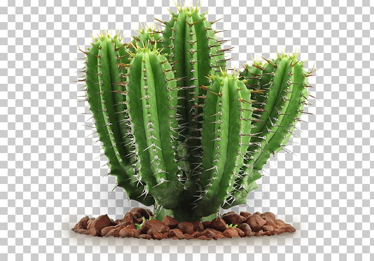 Cactus PNG, Clipart, Cactus Free PNG Download