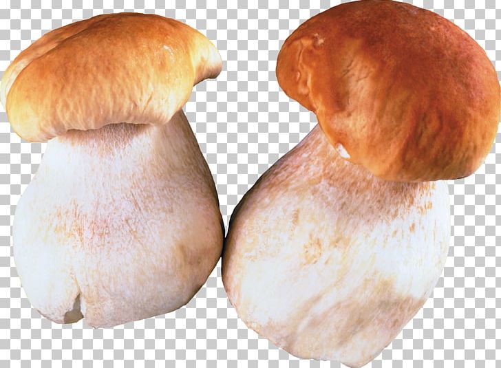 Fungus Edible Mushroom Pleurotus Eryngii PNG, Clipart, Bun, Edible Mushroom, Food, Fungus, Ingredient Free PNG Download
