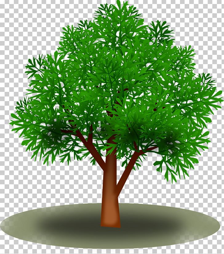 Leaf Tree Green PNG, Clipart, Branch, Computer Icons, Evergreen, Flowerpot, Forest Free PNG Download