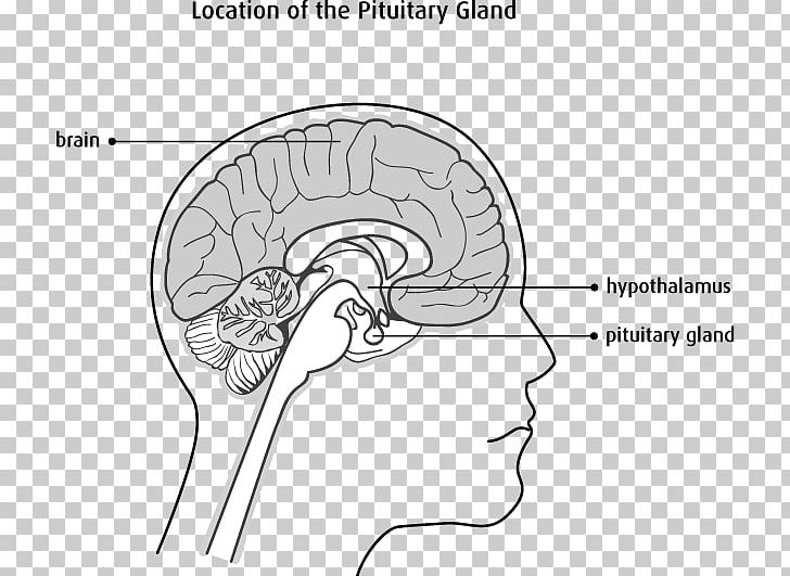 The Female Brain Cerebellum Nervous System Brainstem PNG, Clipart, Angle, Area, Central Nervous System, Cerebrum, Diagram Free PNG Download