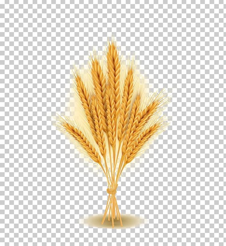 Wheat Agriculture Ear Stock Photography PNG, Clipart, Agriculture, Bunch, Cereal, Commodity, Ear Free PNG Download
