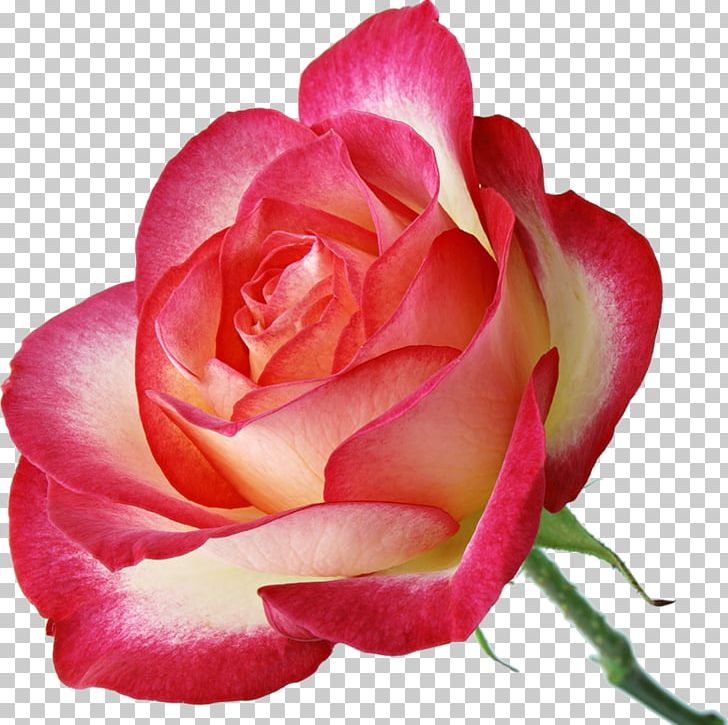 Garden Roses Pink Centifolia Roses PNG, Clipart, Animation, Bud, Centifolia Roses, China Rose, Closeup Free PNG Download