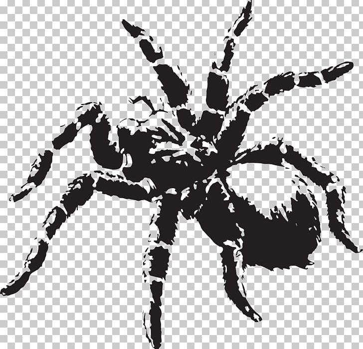Spider Tarantula PNG, Clipart, Arachnid, Arthropod, Black And White, Brazilian Red And White Tarantula, Cellar Spiders Free PNG Download