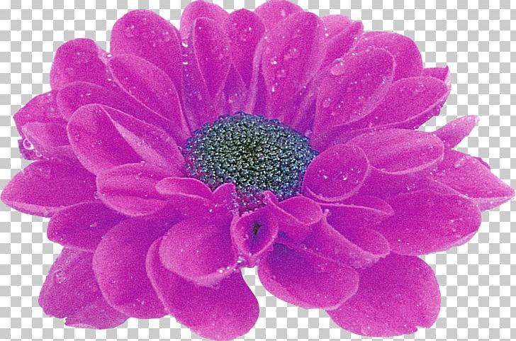 Transvaal Daisy Cut Flowers Petal PNG, Clipart, Chrysanthemum, Chrysanths, Cut Flowers, Dahlia, Daisy Free PNG Download