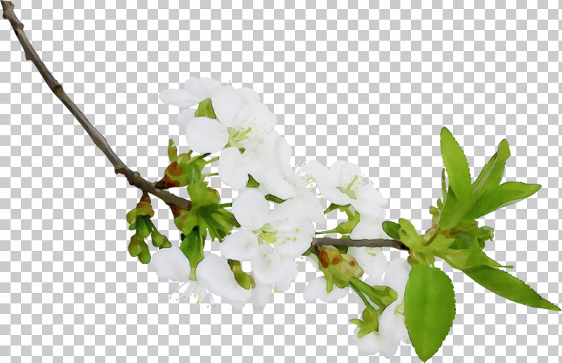 Flower Branch Plant Twig Leaf PNG, Clipart, Blossom, Branch, Flower, Leaf, Mock Orange Free PNG Download