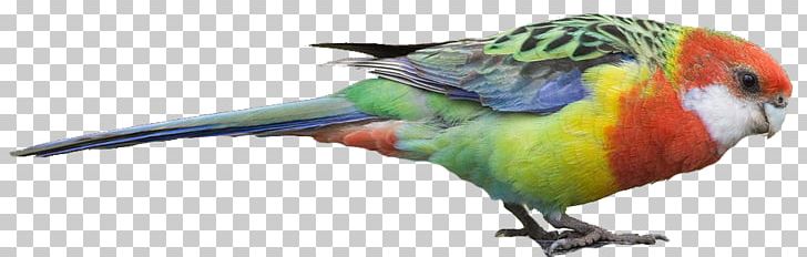 Macaw Bird Loriini Parakeet Beak PNG, Clipart, Animal Figure, Beak, Bird, Bird Supply, Common Pet Parakeet Free PNG Download
