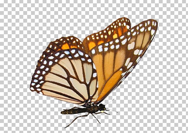 Monarch Butterfly Pieridae Nymphalidae Editing PNG, Clipart, Art, Arthropod, Blog, Brush Footed Butterfly, Butterfly Free PNG Download