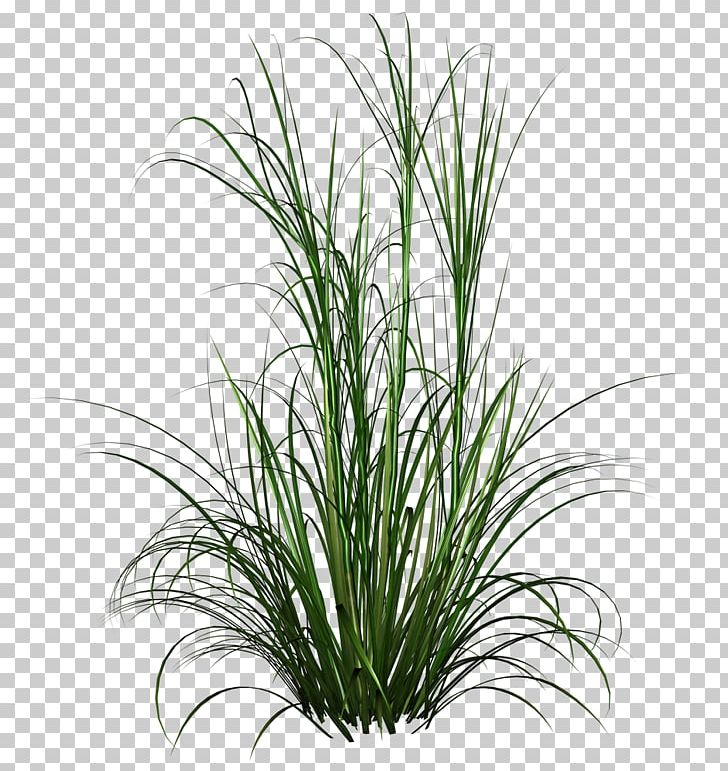 Purple Fountain Grass Lawn Grasses PNG, Clipart, Chrysopogon Zizanioides, Desktop Wallpaper, Evergreen, Flower, Food Drinks Free PNG Download