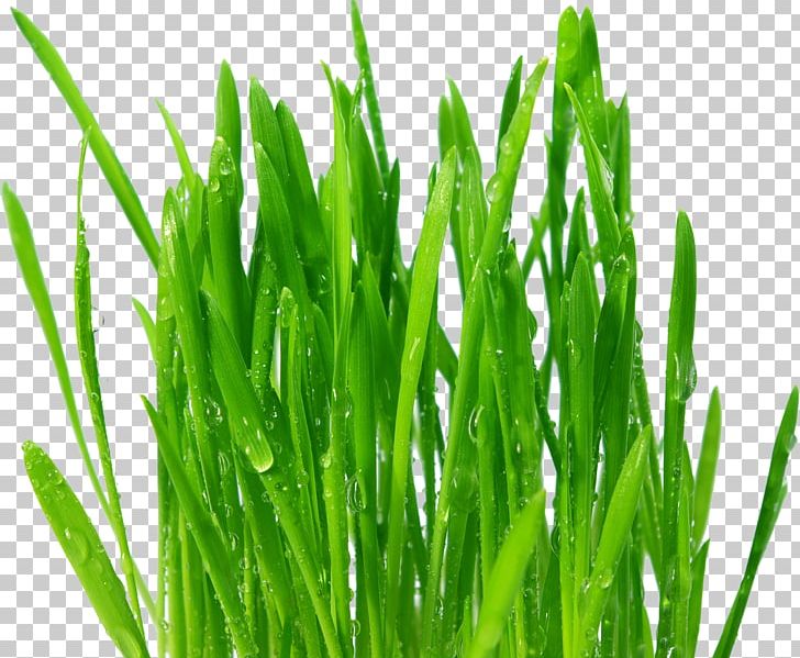 Wheatgrass Juice Common Wheat Extract Food PNG, Clipart, Artichoke, Barley, Commodity, Common Wheat, Extract Free PNG Download