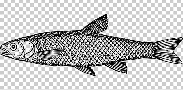 Drawing Fish Line Art PNG, Clipart, Animal Figure, Animals, Black And White, Bony Fish, Download Free PNG Download
