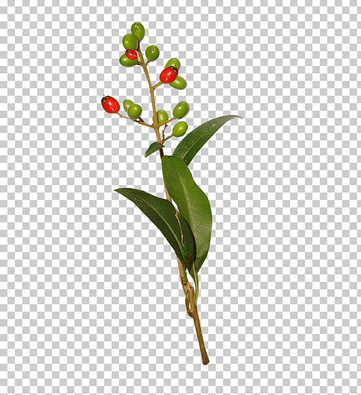 Twig Leaf Branch Bud Plant Stem PNG, Clipart, Branch, Bud, Download, Flora, Flower Free PNG Download