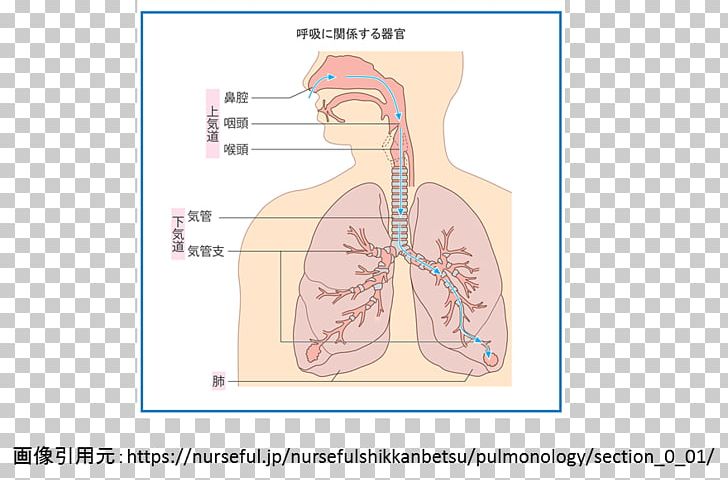 Croup Wheeze Asthma Cough Nose PNG, Clipart, Abdomen, Angle, Arm, Budesonideformoterol, Common Cold Free PNG Download