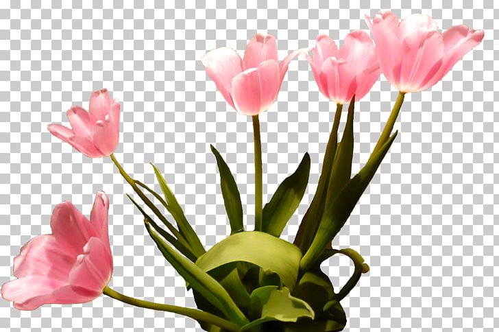 Flower Begonia PNG, Clipart, Begonia, Blog, Bud, Computer Icons, Cut Flowers Free PNG Download