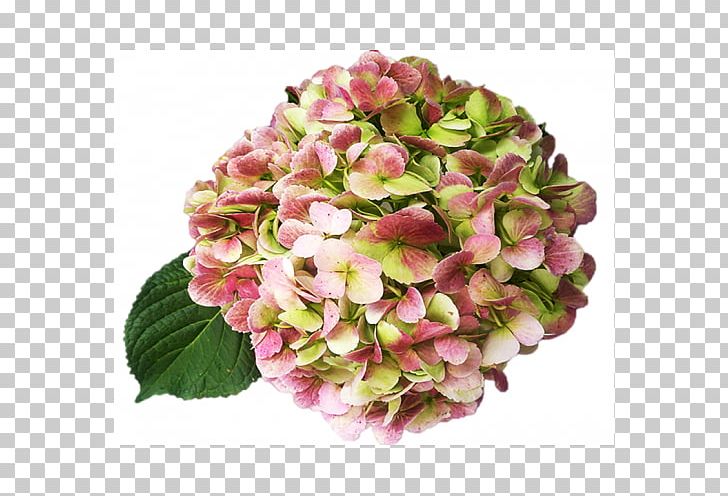 Hydrangea Cut Flowers Pink Garden Roses PNG, Clipart, Antique, Blue, Cornales, Cut Flowers, Depend Free PNG Download