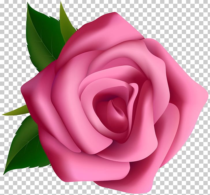 Rose PNG, Clipart, Art, Blog, China Rose, Closeup, Cut Flowers Free PNG Download