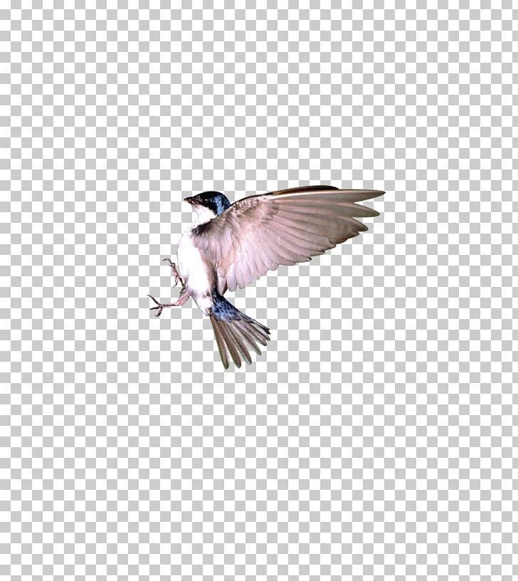 Bird Flight Sparrow PNG, Clipart, Animal, Animals, Beak, Biological, Bird Free PNG Download