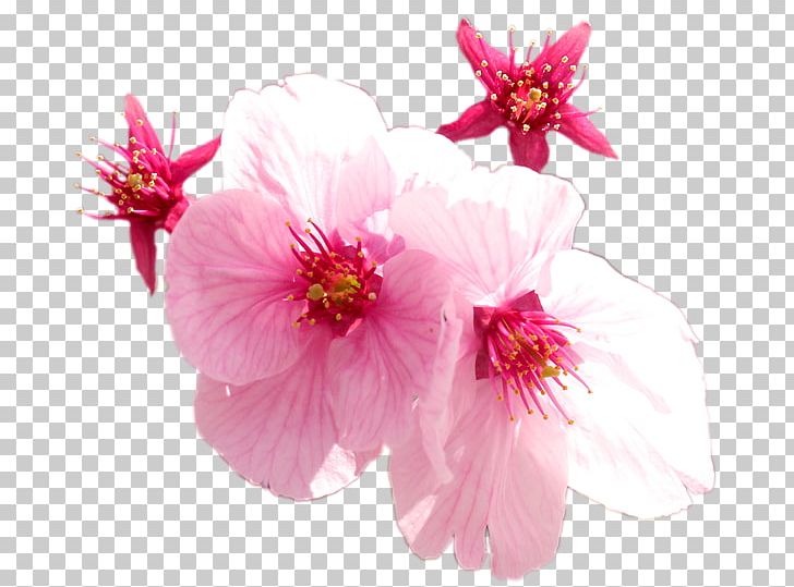 Cherry Blossom Pink M ST.AU.150 MIN.V.UNC.NR AD Malvales PNG, Clipart, Blossom, Blossoms Cherry, Branch, Branching, Cherry Free PNG Download
