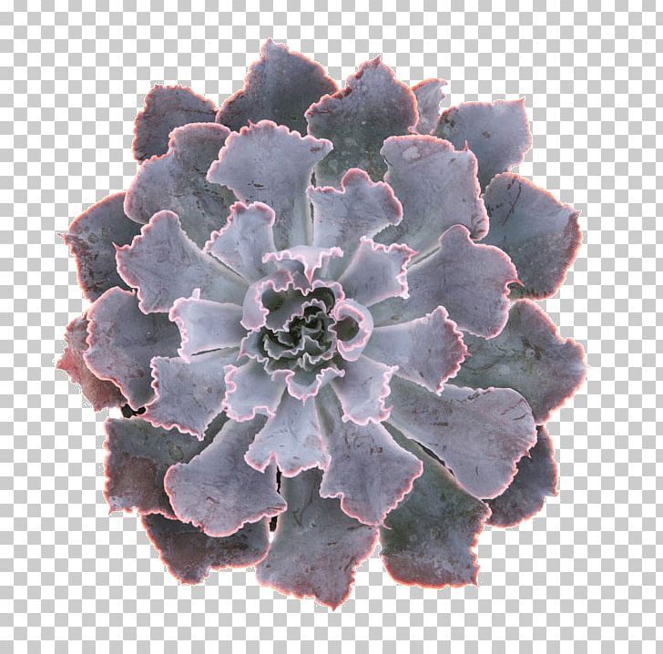 Echeveria Elegans Echeveria Agavoides Succulent Plant Cactaceae PNG, Clipart, Cactaceae, Caudex, Echeveria, Echeveria Agavoides, Echeveria Elegans Free PNG Download