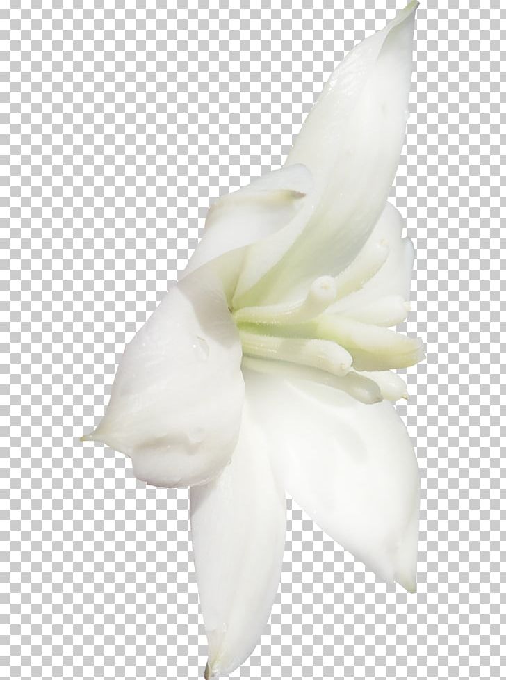 Lilium Flower Data Compression PNG, Clipart, Cut Flowers, Data, Data Compression, Desktop Wallpaper, Download Free PNG Download