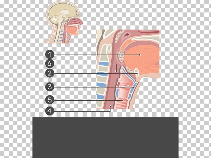 Muscles Of The Larynx Anatomy Vocal Folds Trachea PNG, Clipart, Anatomy, Angle, Arm, Arytenoid Cartilage, Diagram Free PNG Download
