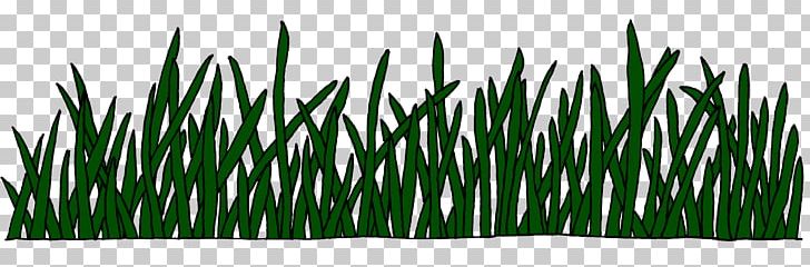 Sweet Grass Vetiver Commodity Wheatgrass Chrysopogon PNG, Clipart, Chrysopogon, Chrysopogon Zizanioides, Commodity, Grass, Grasses Free PNG Download
