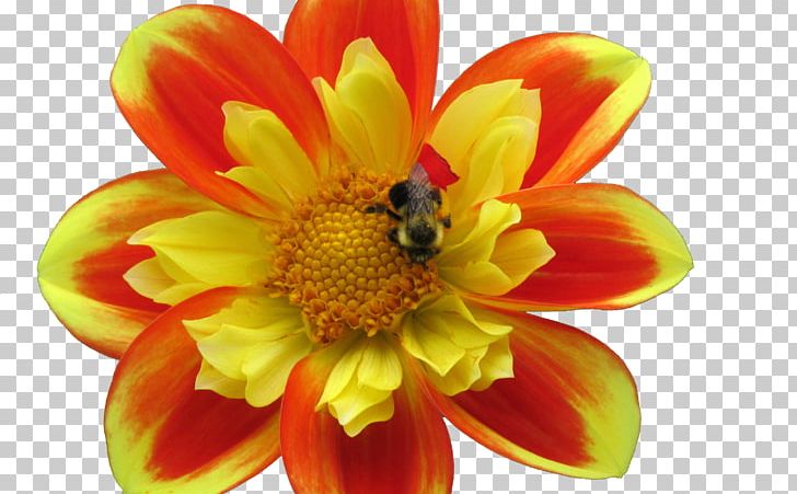 Honey Bee Apidae Nectar Dahlia PNG, Clipart, Apidae, Apitoxin, Aspect Ratio, Bee, Bee Hive Free PNG Download