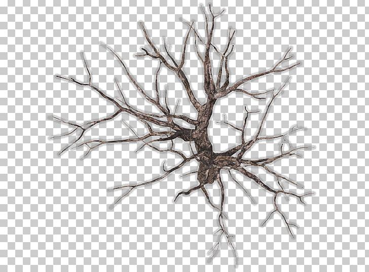 Twig Tree Branch Root PNG, Clipart, Black And White, Branch, Clip Art, Color, Drawing Free PNG Download