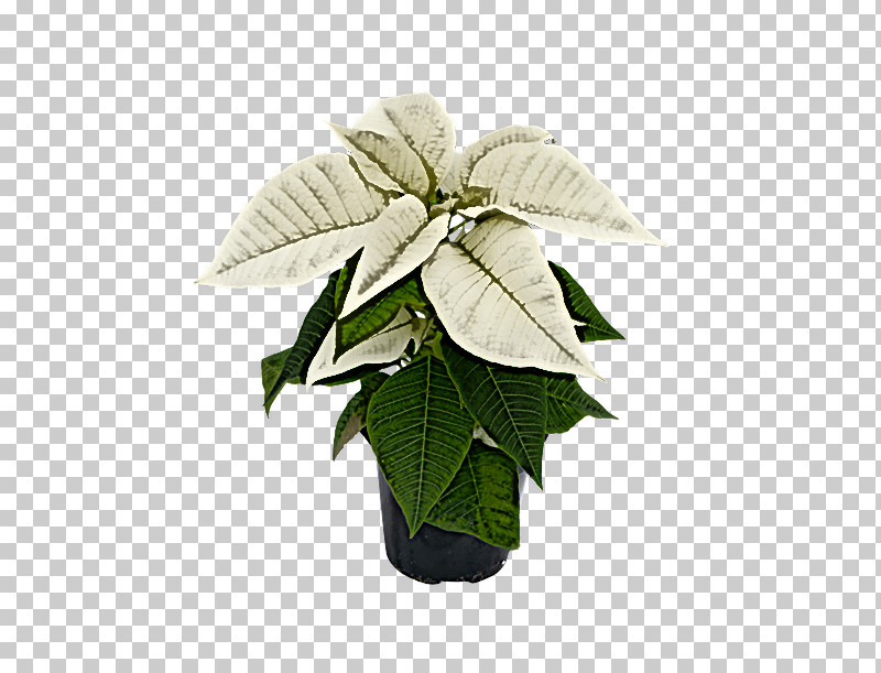 Leaf Flowerpot Houseplant Plant Structure Plant PNG, Clipart,  Free PNG Download