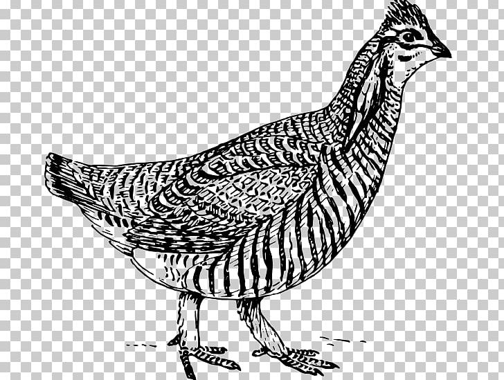 Chicken Book PNG, Clipart, Animals, Artwork, Beak, Bird, Black And White Free PNG Download