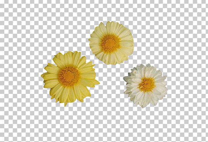 Chrysanthemum Xd7grandiflorum PNG, Clipart, Chrysanthemum Chrysanthemum, Chrysanthemum Vector, Daisy Family, Flower, Flowers Free PNG Download