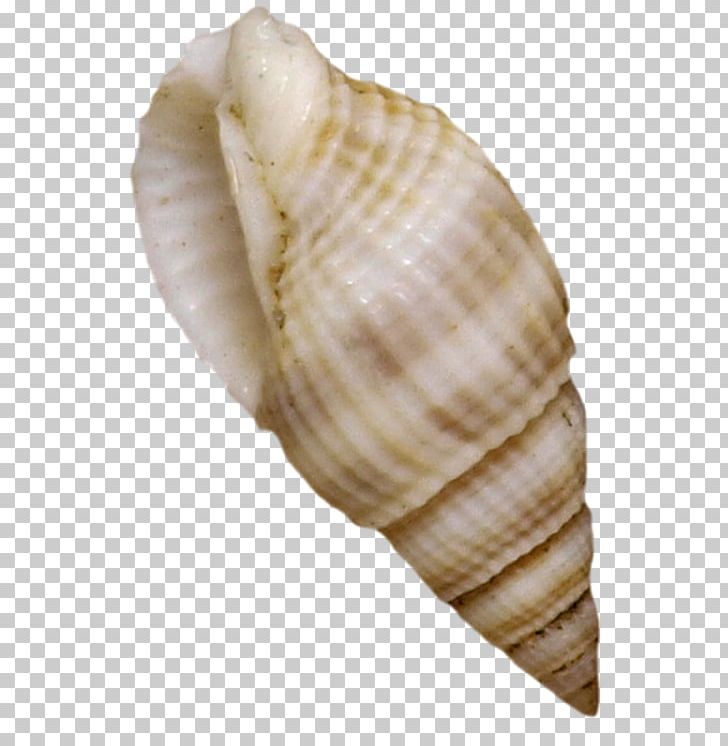 Cockle Seashell Mussel Shellfish PNG, Clipart, Animals, Clam, Clams Oysters Mussels And Scallops, Conch, Conchology Free PNG Download