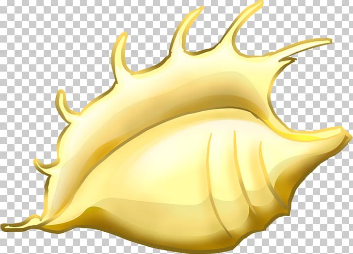 Mollusc Shell Drawing PNG, Clipart, Clip Art, Conch, Download, Drawing, Encapsulated Postscript Free PNG Download