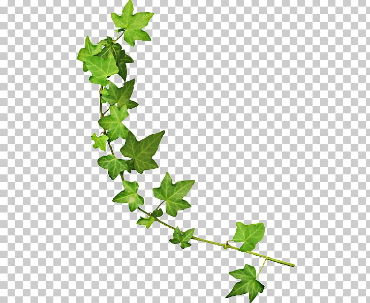 Vine Green Boston Ivy PNG, Clipart, Blue, Boston Ivy, Branch, Cut Flowers, Download Free PNG Download