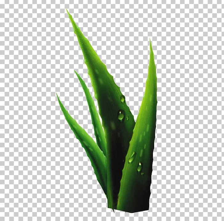 Aloe Plant Drop PNG, Clipart, Acne, Aloe, Background Green, Beauty, Care Free PNG Download