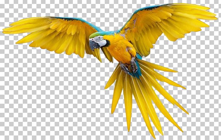 Bird Flight True Parrot New Zealand Parrot PNG, Clipart, Animals, Beak, Bird, Bird Flight, Desktop Wallpaper Free PNG Download