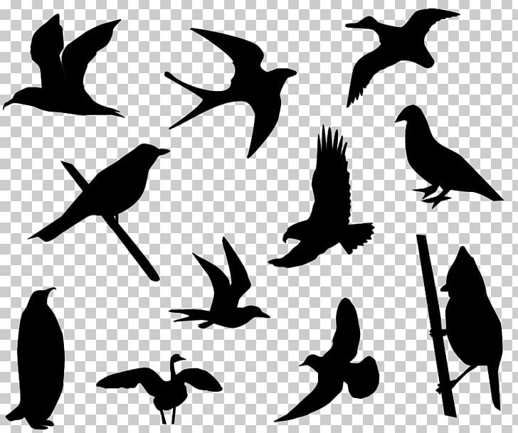 Bird Silhouette Drawing PNG, Clipart, Animals, Beak, Bird, Black And White, Branch Free PNG Download