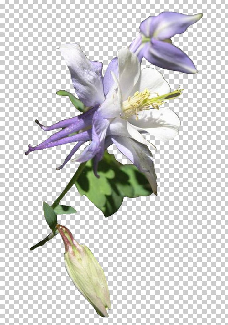 Cut Flowers Petal Plant Stem Tavern PNG, Clipart, Bellflower Family, Columbine, Cut Flowers, Ded, Email Free PNG Download