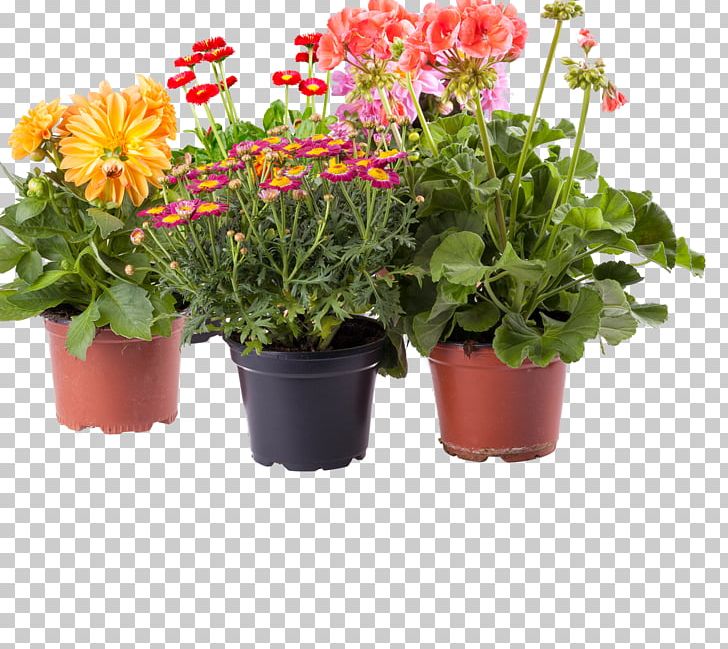Amazon.com Flowerpot Houseplant PNG, Clipart, Amazoncom, Annual Plant, Bottle, Chrysanths, Color Free PNG Download