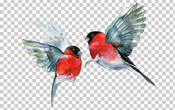 Bird Red Beak PNG, Clipart, Animal, Animals, Beak, Bird, Bird Of Prey Free PNG Download