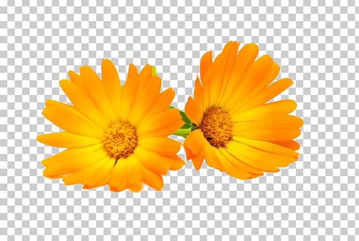 Calendula Officinalis Flower Chrysanthemum Marigold PNG, Clipart, Bells Amp Marigold, Bloom, Calendula, Colourbox, Common Sunflower Free PNG Download