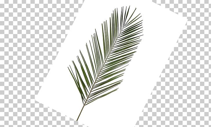 Line Leaf PNG, Clipart, Areca Palm, Leaf, Line Free PNG Download