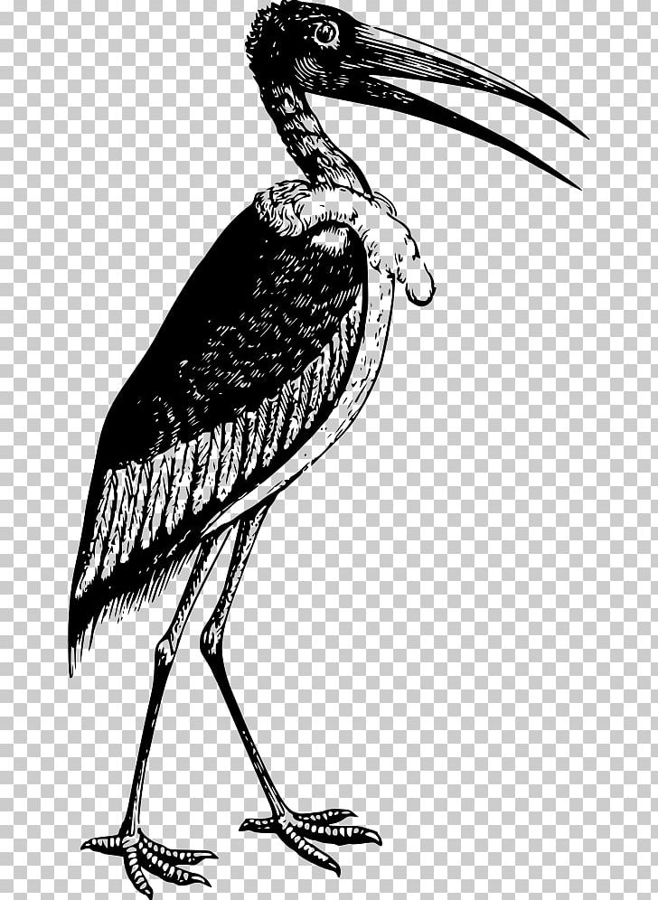 Marabou Stork T-shirt White Stork Bird Crane PNG, Clipart, Baby Toddler Onepieces, Beak, Bird, Black And White, Black Stork Free PNG Download