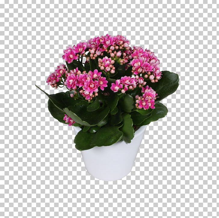 Annual Plant Cut Flowers Shrub Flowerpot PNG, Clipart, Annual Plant, Color, Cut Flowers, Evergreen, Flower Free PNG Download