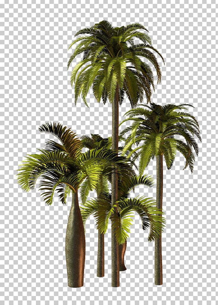 Asian Palmyra Palm Palm Trees Flowerpot Plants PNG, Clipart, Arecales, Areca Nut, Asian Palmyra Palm, Attalea Speciosa, Borassus Free PNG Download