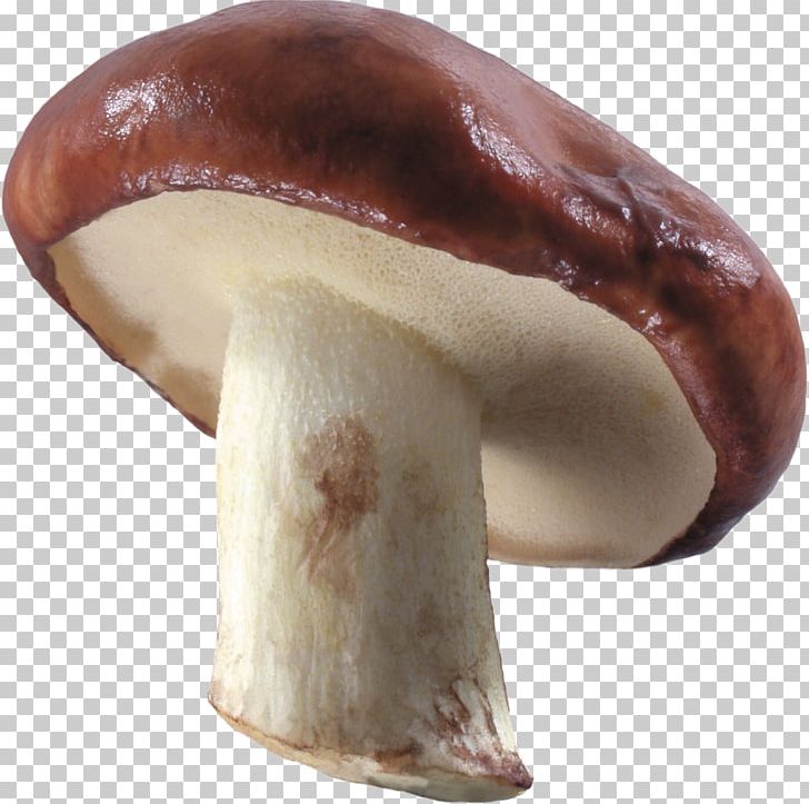 Common Mushroom Resolution PNG, Clipart, Agaricaceae, Agaricomycetes, Alice Wonderland, Amanita Muscaria, Champignon Mushroom Free PNG Download