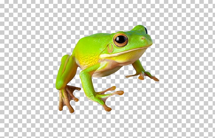 Frog Amphibian Reptile PNG, Clipart, Animals, Background Green, Cartoon, Download, Encapsulated Postscript Free PNG Download