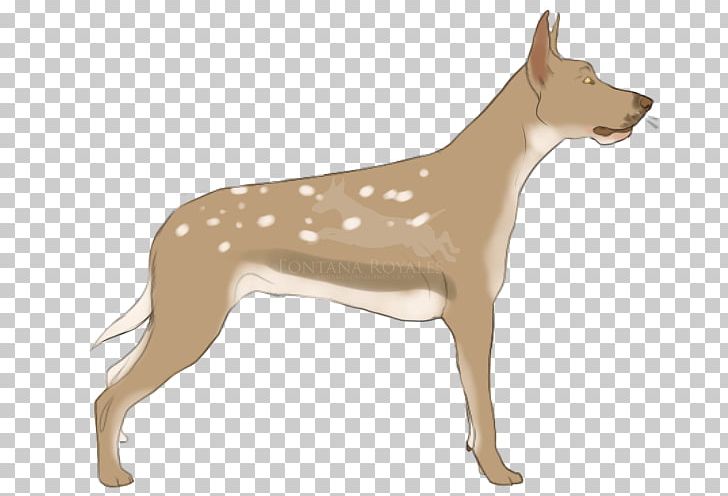 Ibizan Hound Dog Breed Animal Carnivora Mammal PNG, Clipart, Animal, Animals, Breed, Canidae, Carnivora Free PNG Download