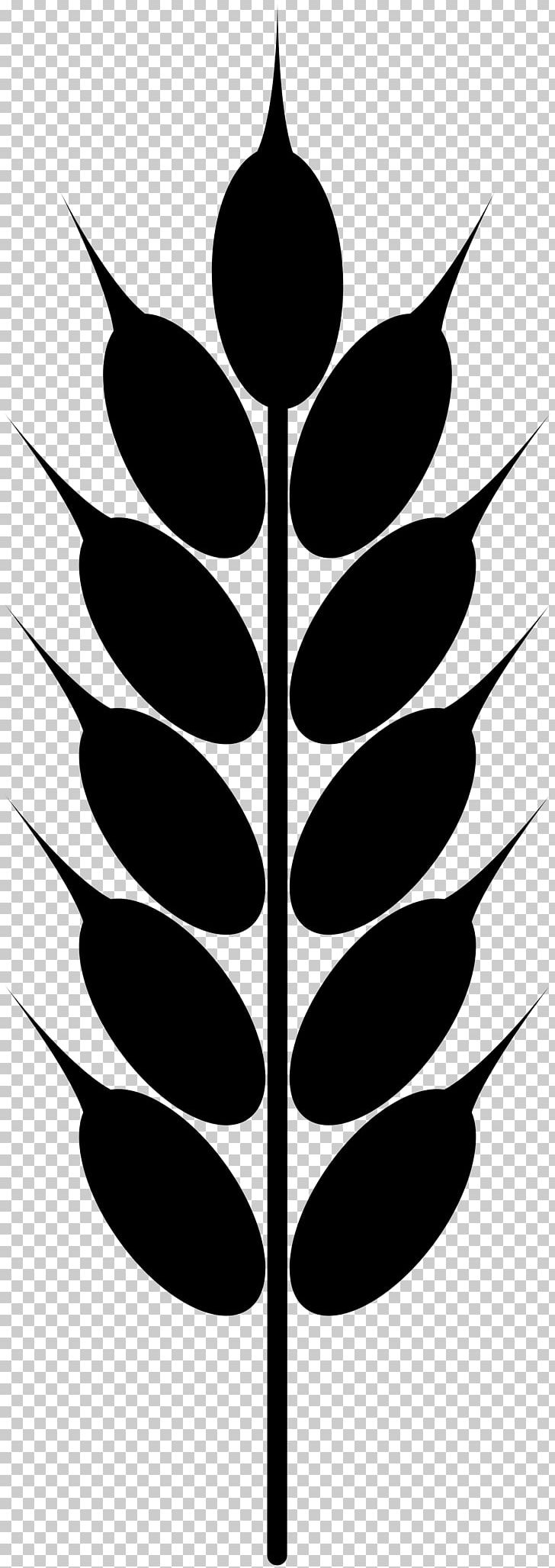 Wheat Grain PNG, Clipart, Barley, Black And White, Branch, Computer Icons, Drawing Free PNG Download